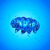 Illustration of a water bear