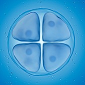 Illustration of a 4 cell egg