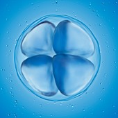 Illustration of a 4 cell egg