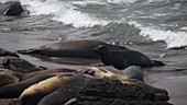 Northern Elephant Seals on Beach