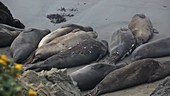Northern Elephant Seals Molting
