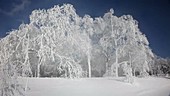 Trees coated in ice