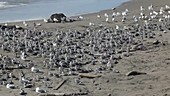 Sea Gulls in Strong Wind