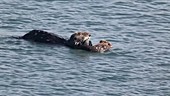 Sea Otter and Pup