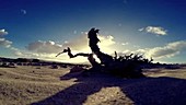 Dead tree in desert