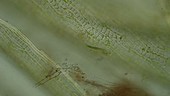Euglena among moss leaves, light microscopy footage