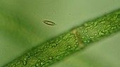 Diatom by alga strand, light microscopy footage