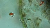 Peranema flagellate swimming, light microscopy footage