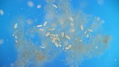 Coleps ciliate protozoa feeding, light microscopy footage