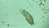 Tardigrade, light microscopy footage