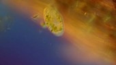 Paramecium bursaria protozoan, light microscopy footage