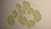 Botryococcus braunii green algae, light microscopy footage