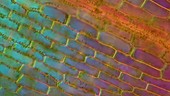 Canadian pondweed, light microscopy footage