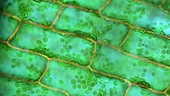 Canadian pondweed, light microscopy footage