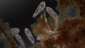 Paramecium protozoa, light microscopy footage