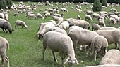 Sheep in meadow