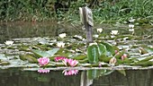 Water lily on pond