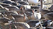 Geese feeding in group