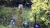 Sparrowhawk feeding in a garden