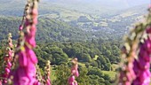 Foxgloves and landscape