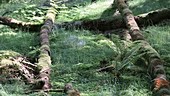 Fallen tree trunks