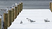 Gulls on snow covered jetty