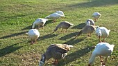 Geese on grass