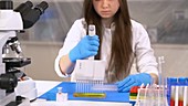 Scientist using multi pipette