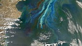 Algal bloom off the Argentinian coast, satellite image