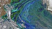 Algal bloom off the Argentinian coast, satellite image
