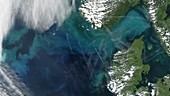 Algal bloom near Norway, satellite image