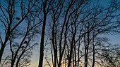 Sunrise through trees, timelapse