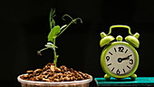 Pea seedling growing with clock, timelapse