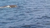 Sperm whale in the Azores