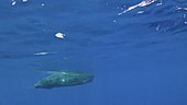 Sperm whale underwater