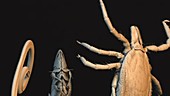 Roundworm, flea and tick, SEM animation