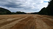 Aerial footage of wheat field