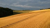 Aerial footage of wheat field