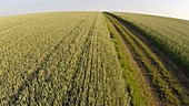 Aerial footage of wheat field