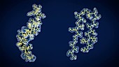 Amyloid precursor protein and amyloid beta, molecular models