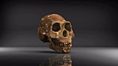 Homo naledi skull, rotating animation