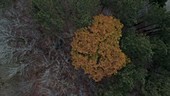 Catskills in autumn, aerial