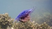 Blue jellyfish underwater