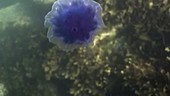 Blue jellyfish underwater