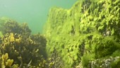 Green algae on a rock