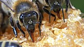 Black bees feeding on honey