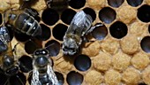 European black bees on their hive