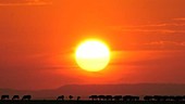 African buffalo herd at sunset