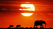 Elephants silhouetted at sunset