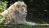 White lion lying down